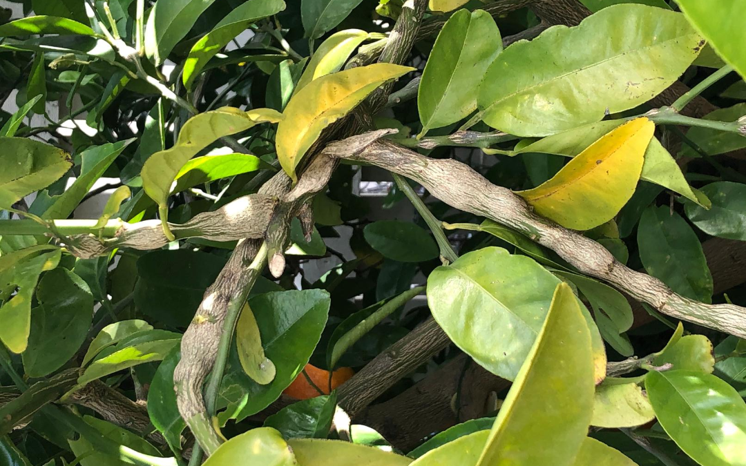 How to keep trees safe from Citrus Gall Wasp