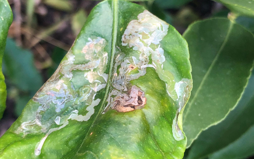 leafminer 1080 x 675 has-my-tree-got-citrus-leafminer