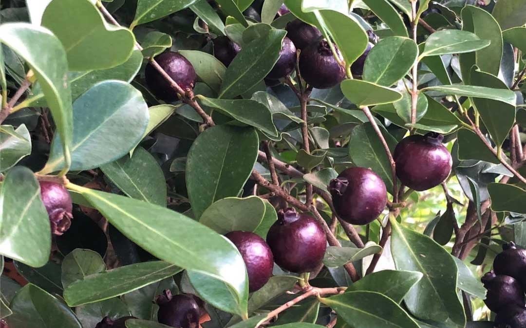guava-bush-med