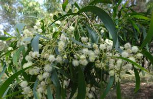 Acacia implexa flowering