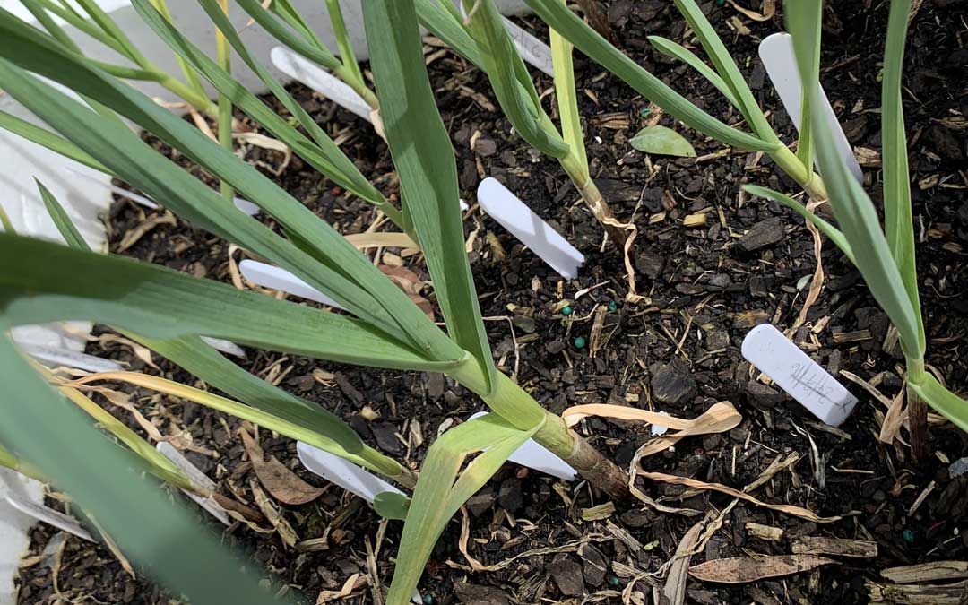 garlic-close-up