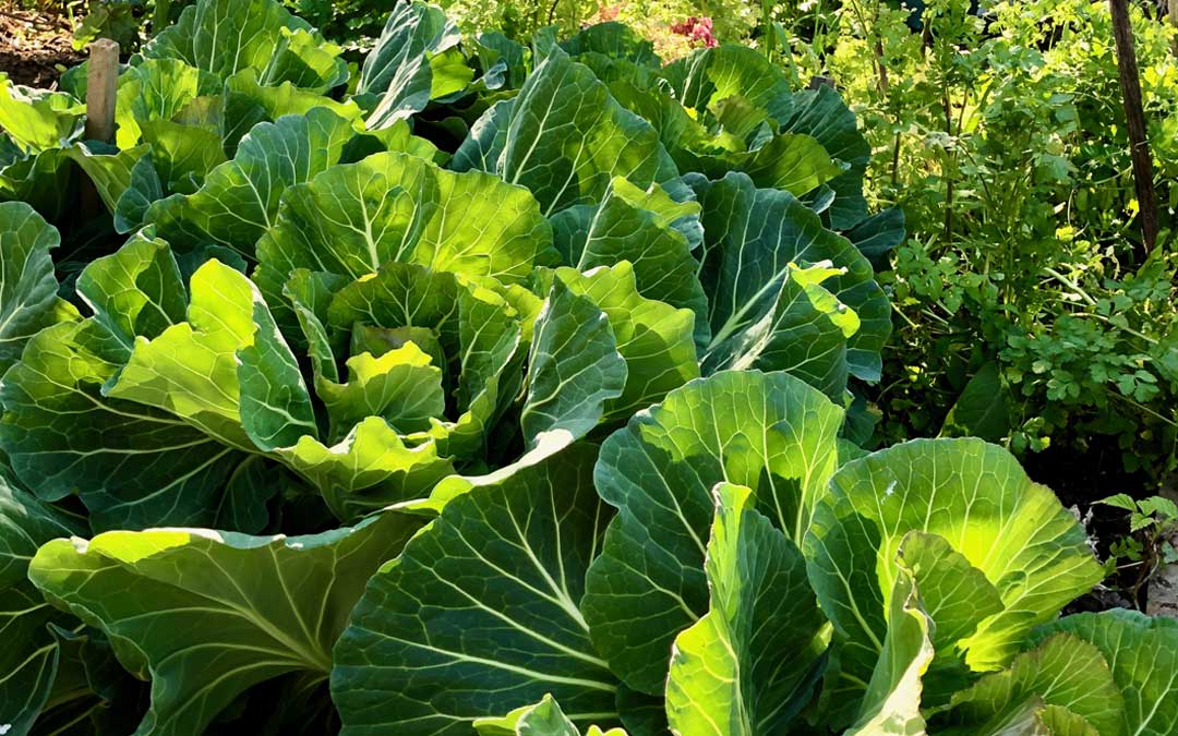 Cabbages in the sunshine - how much sun do your vegies need?