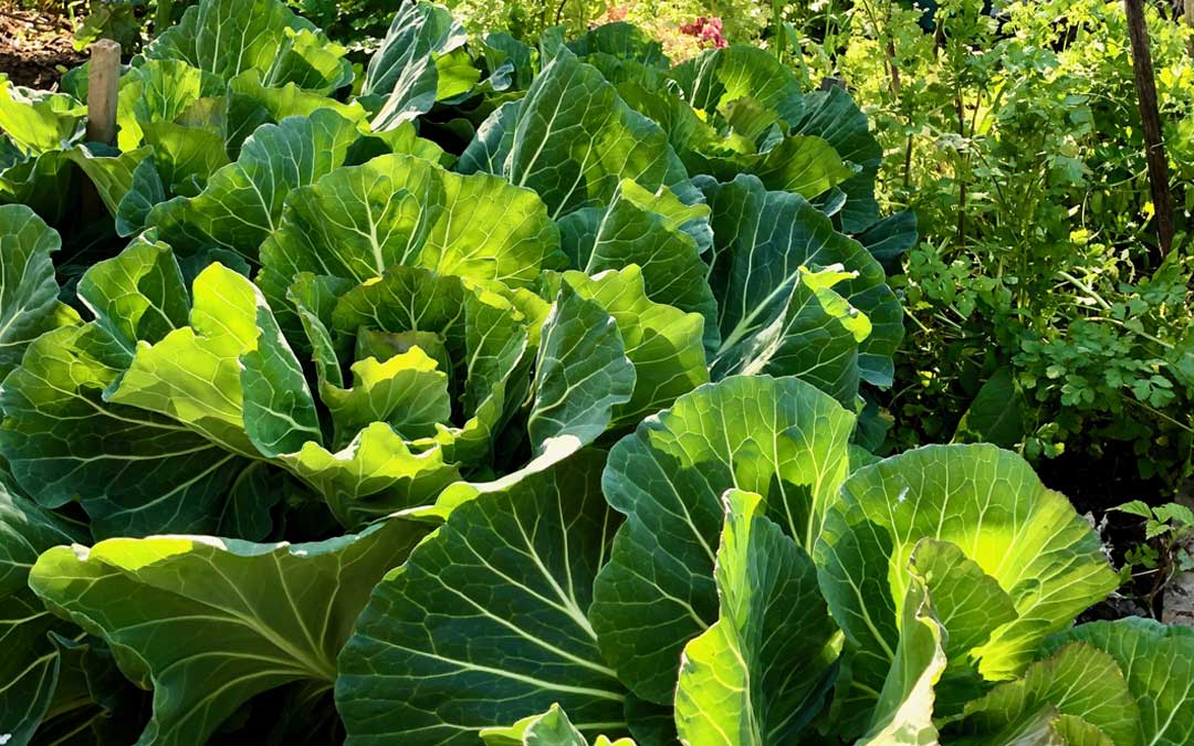 how-much-sun-do-my-veggies-need Cabbages in the sunshine - how much sun do your vegies need?