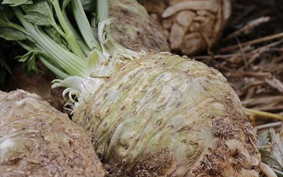 how-to-grow-celeriac