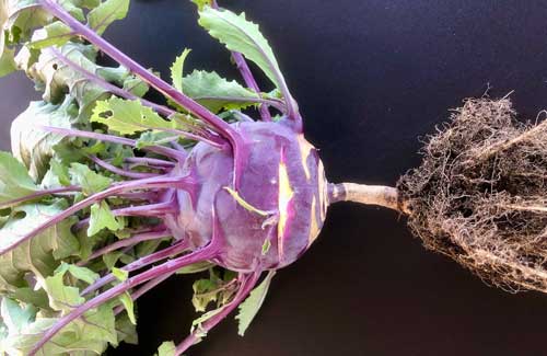 kohlrabi-roots-small kohlrabi with roots