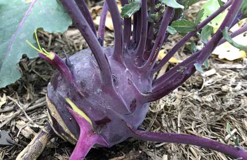 kohlrabi-small kohlrabi cabbage