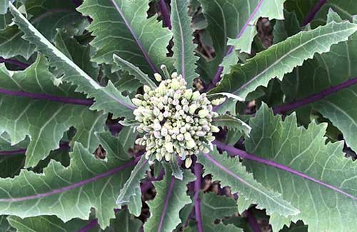 kohlrabi_flower-small kohlrabi cabbage