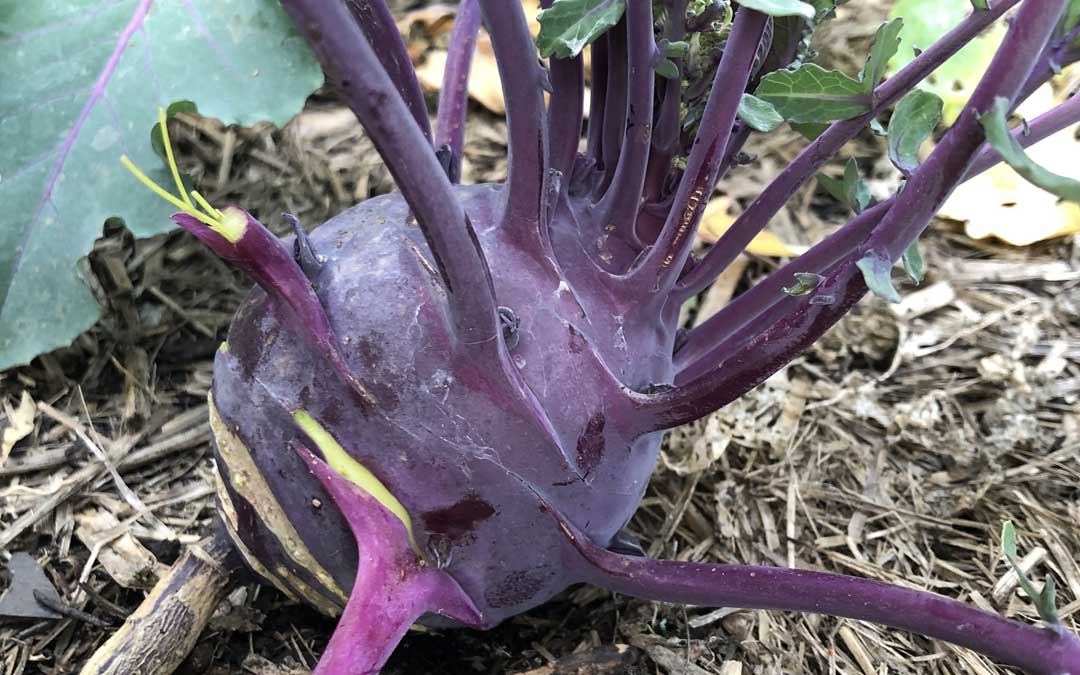 kohlrabi_purple-large