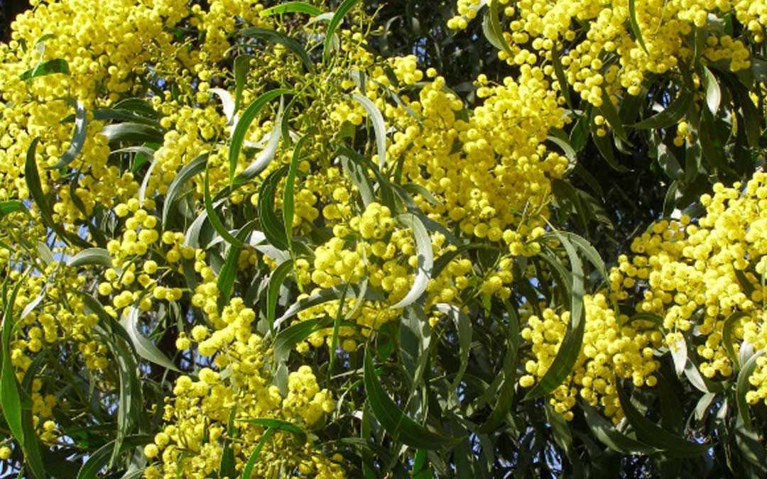 wattles-acacia-pycnantha Acacia Pycnantha Wattles in bloom