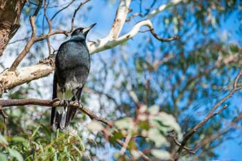 Swooping-Season--magpie-2 Magpie in a tree