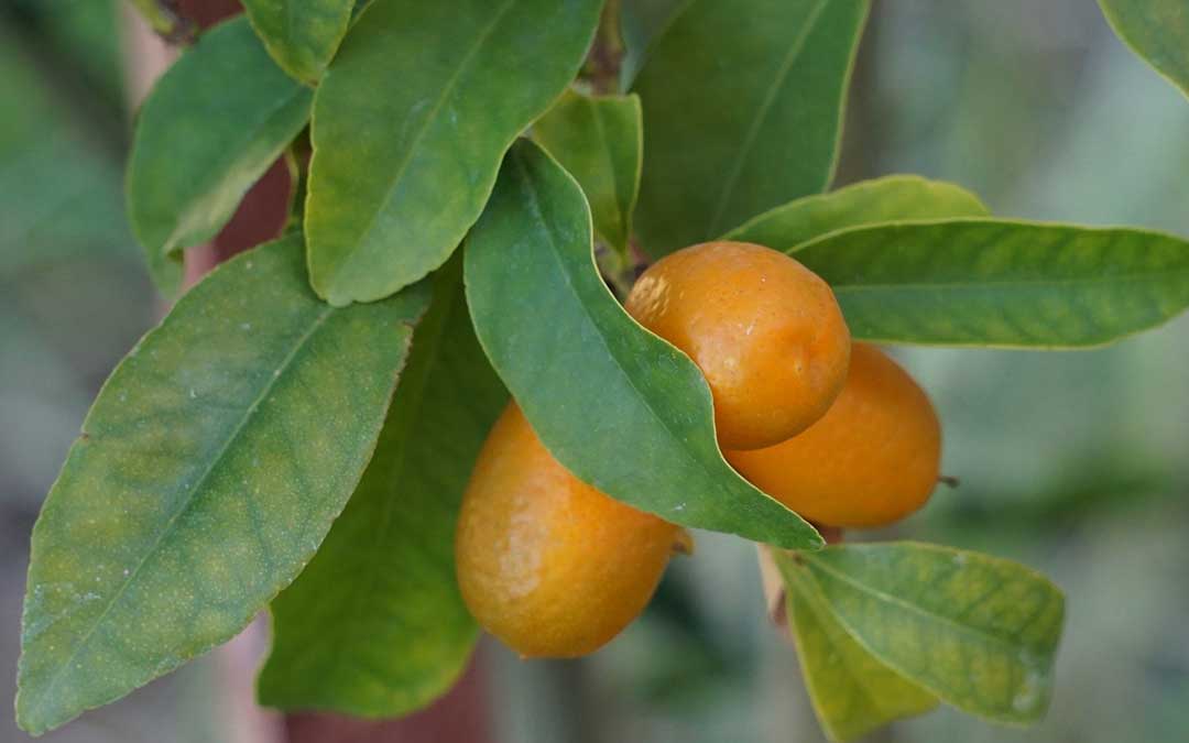 Cumquats growing on a tree