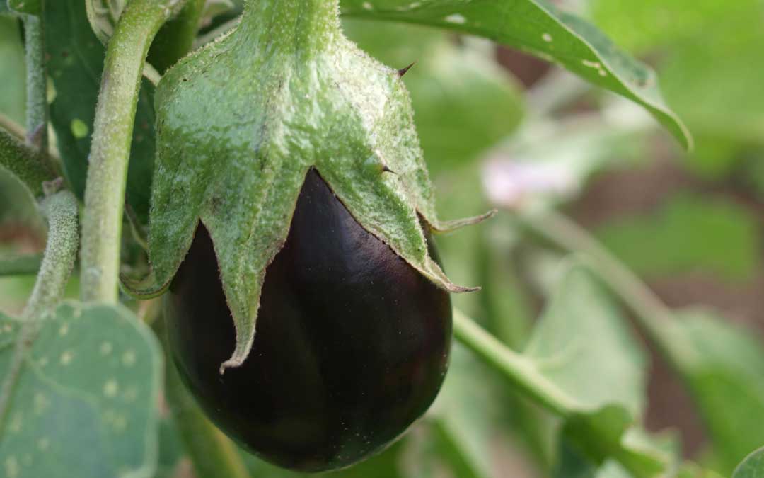 eggplant-growing Eggplant growing
