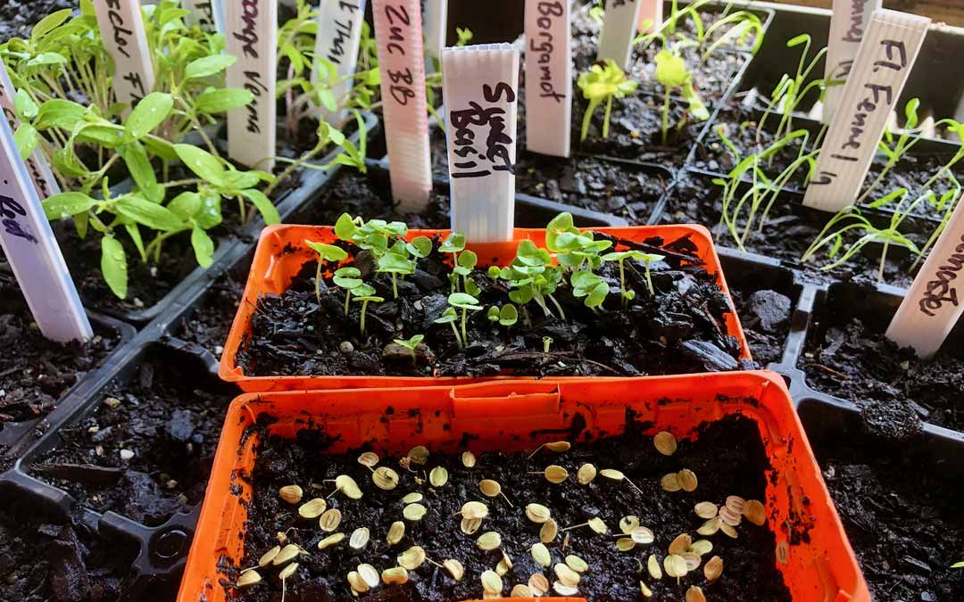 how-to-plant-seeds-in-punnets Preparing seeds in punnets for planting