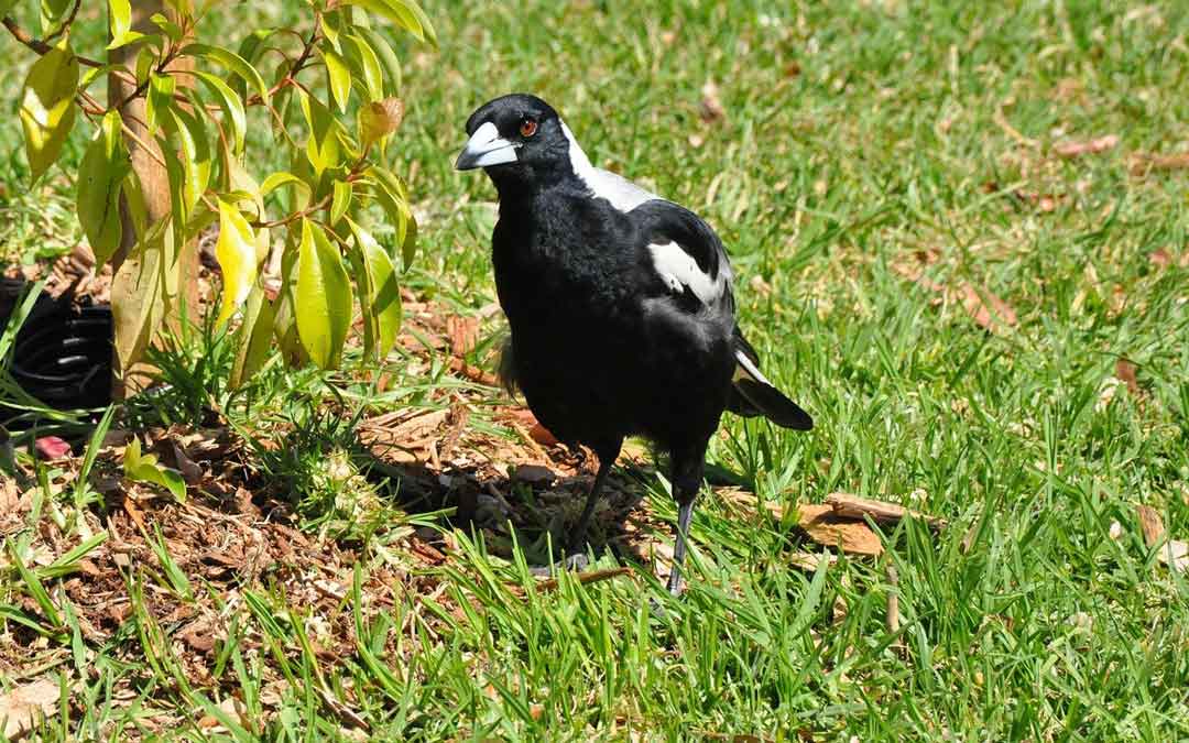 Magpie during swooping season