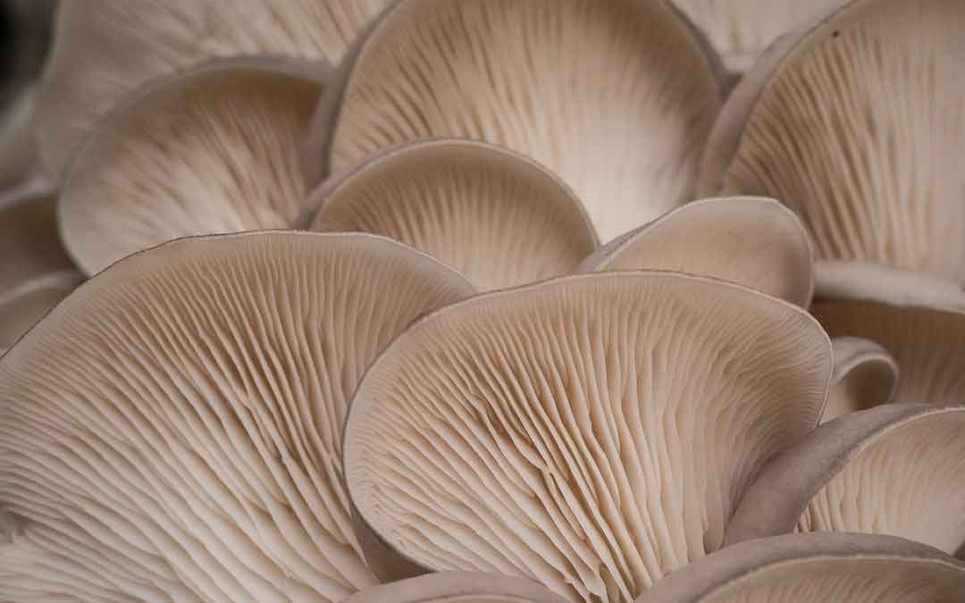 mushrooms Mushrooms