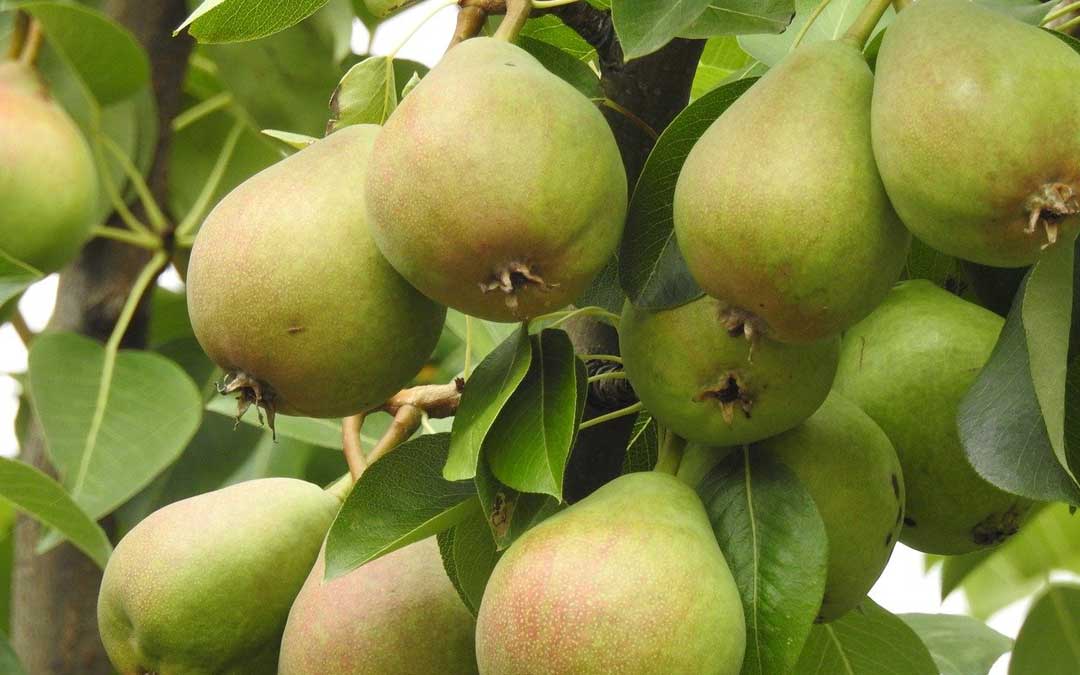 pear-tree Pear tree that needs protecting from codling moth