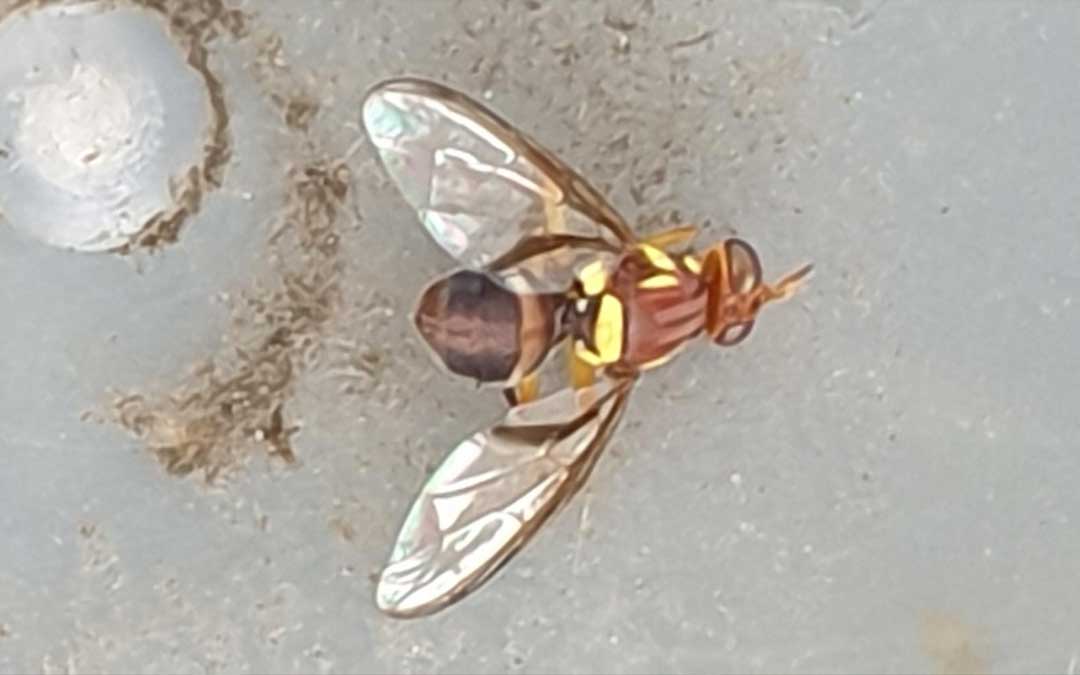queensland_fruit_fly queensland fruit fly