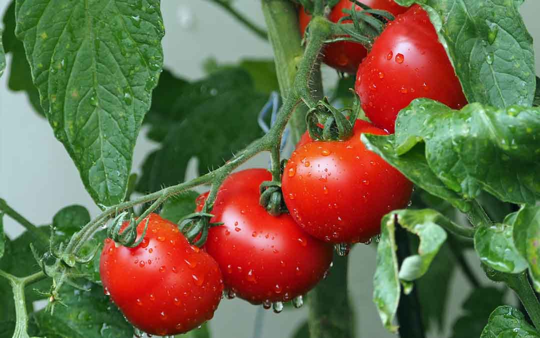 tomatoes-growing-on-the-vine Tomatoes growing on the vine