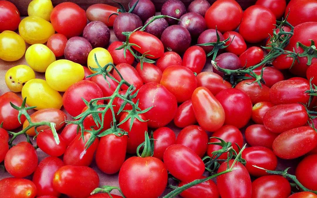 Tomato plants available for members to collect