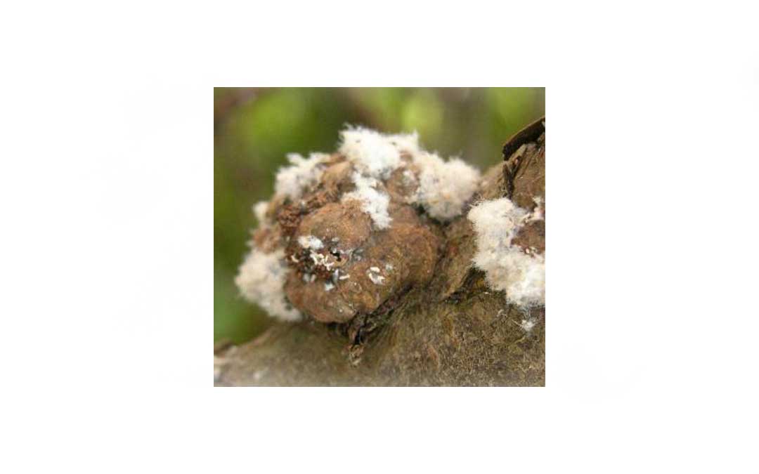 woolly-aphids-on-apple-tree1 Woolly aphid on apple tree