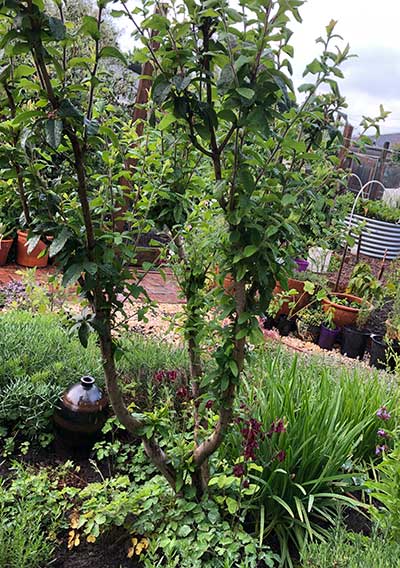 NL-Pruning,-Thinned-medlar-in-leaf Pruning thinning cut - Thinned medlar in leaf