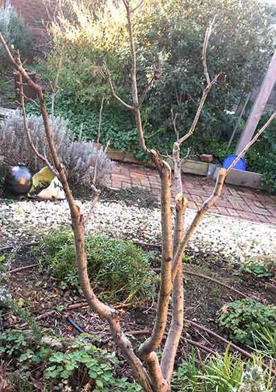Pruning-Thinned-medlar-in-leaf Pruning Thinned medlar in leaf