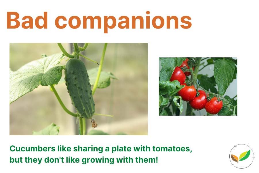 bad companion plants