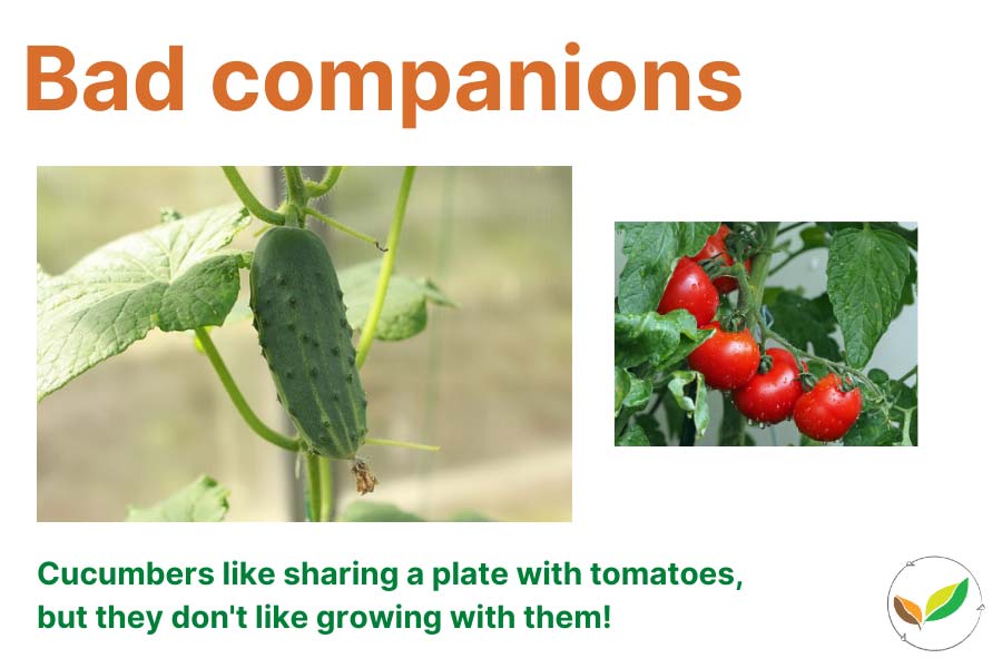 bad-companions bad companion plants