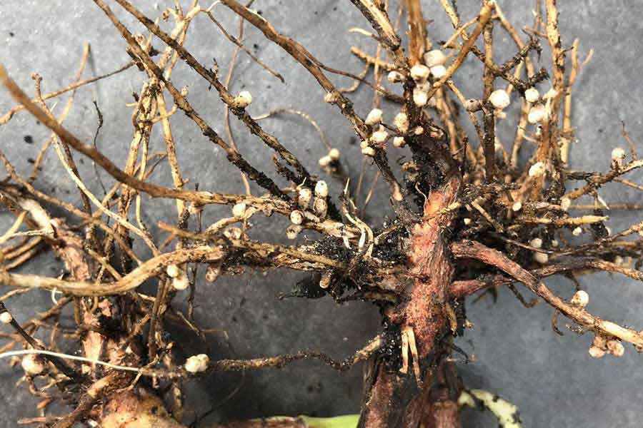 broad-beans-nitrogen-nodules broad beans with nitrogen nodules on the roots