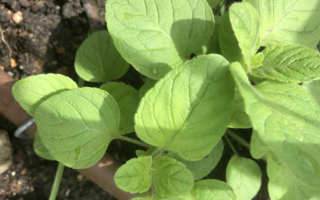 calamint-main Calamint