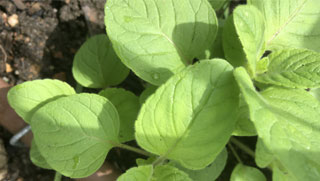 calamint calamint in not oregano