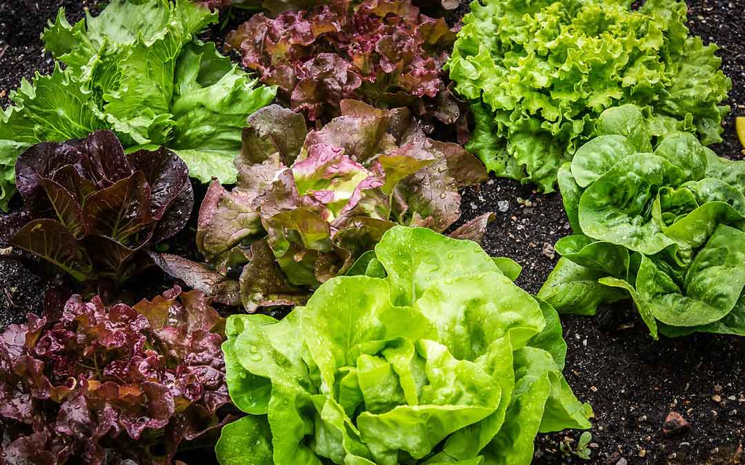 lettuce Lettuces and salad greens growing