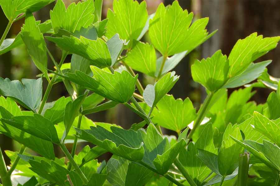 lovage lovage