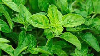 oregano Oregano