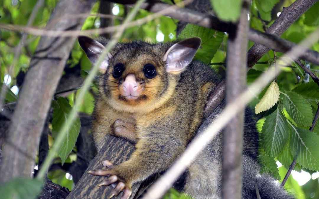 Tree possum