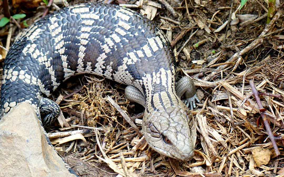 blue-tounged-lizard blue tounge lizard