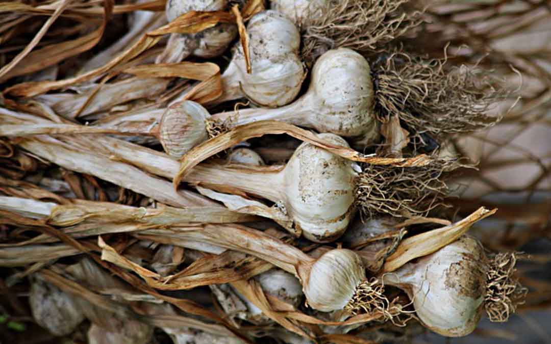 garlic garlic drying