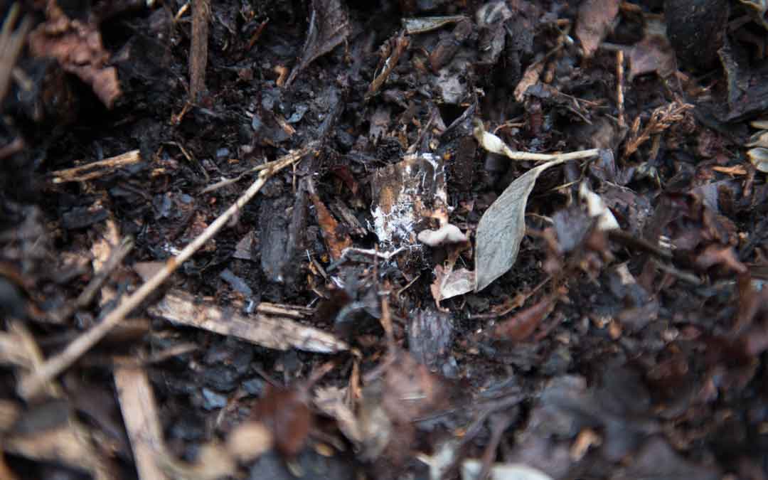 mulch mulch
