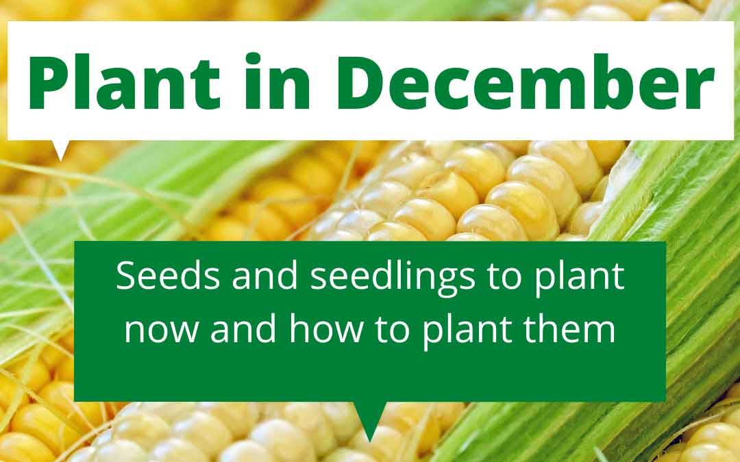 plant-in-dec what to plant in December