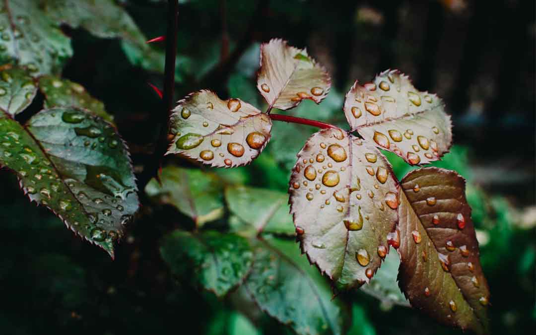 rain-on-leaves Rain drops on leaves