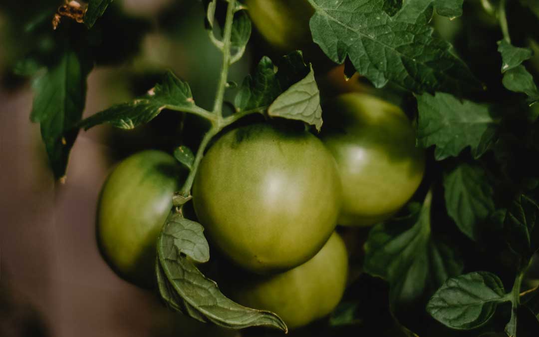 green-tomatoes green tomatoes
