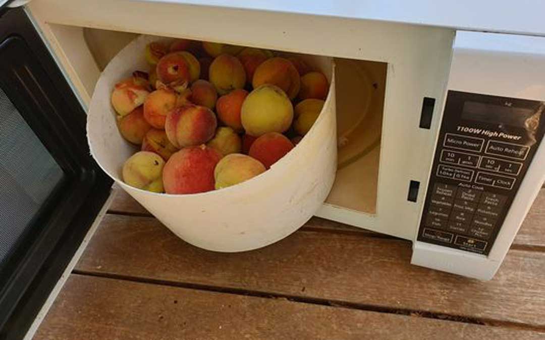 microwave-fruit-fly microwave fruit fly