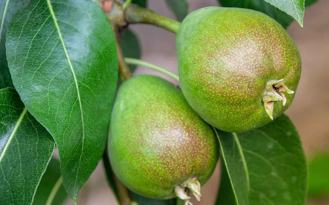 pears growing on the tree