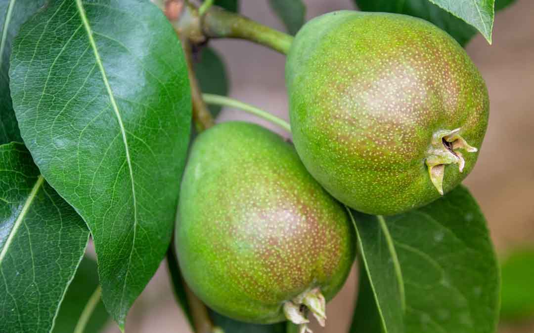 pears-on-tree pears growing on the tree