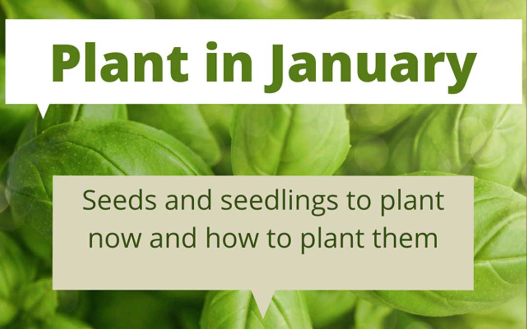 plant-in-jan planting in January in Melbourne