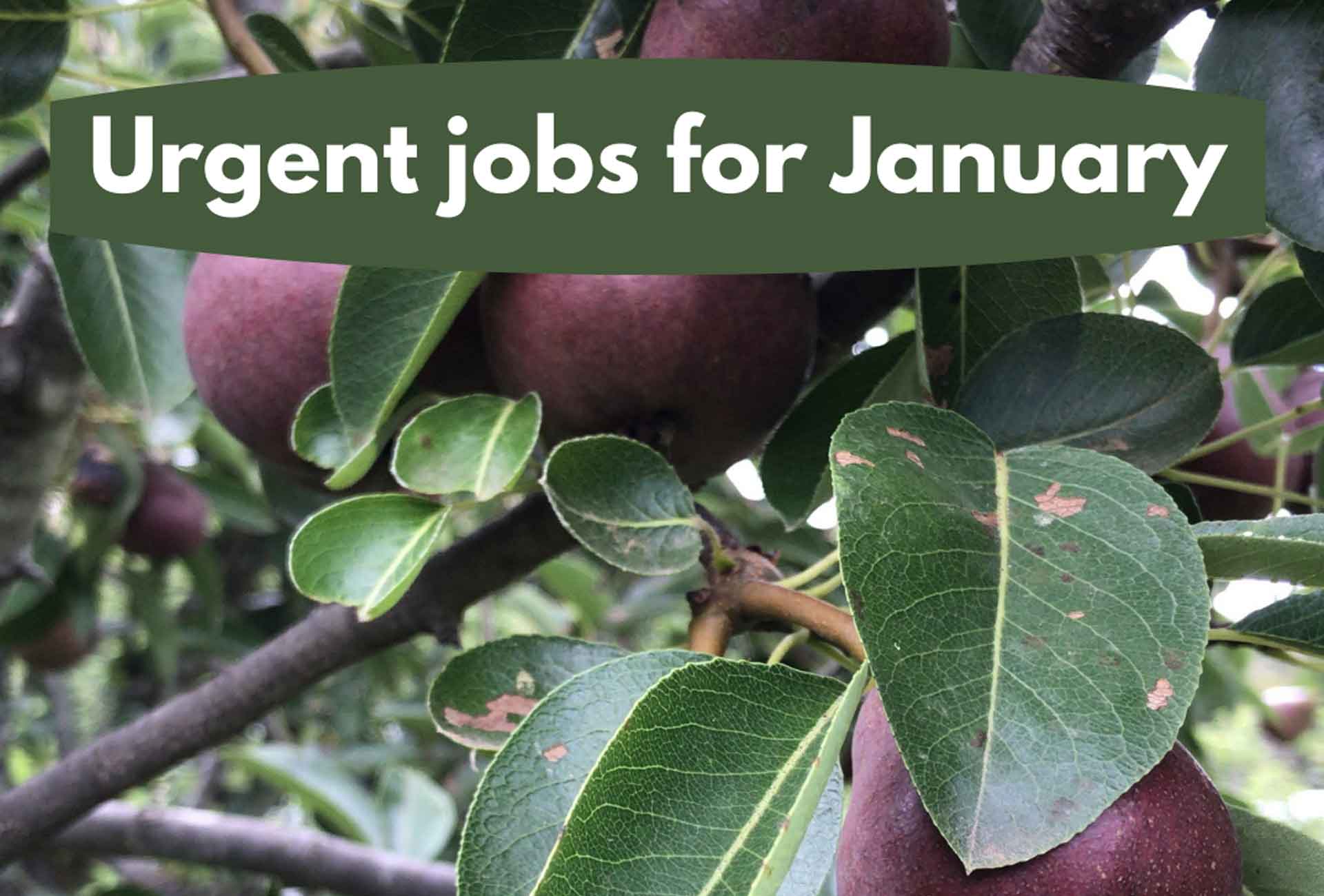 urgent-jobs-for-jan Urgent jobs in the garden for January