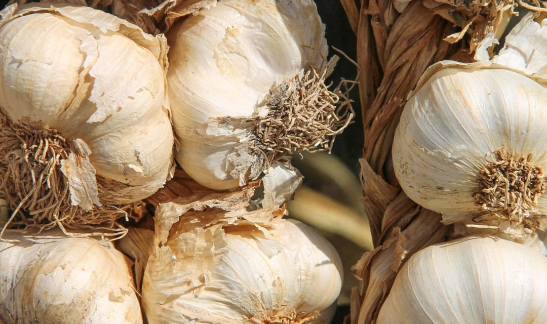 March garlic hint