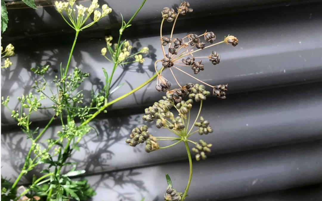 parsley-seed parsley seed