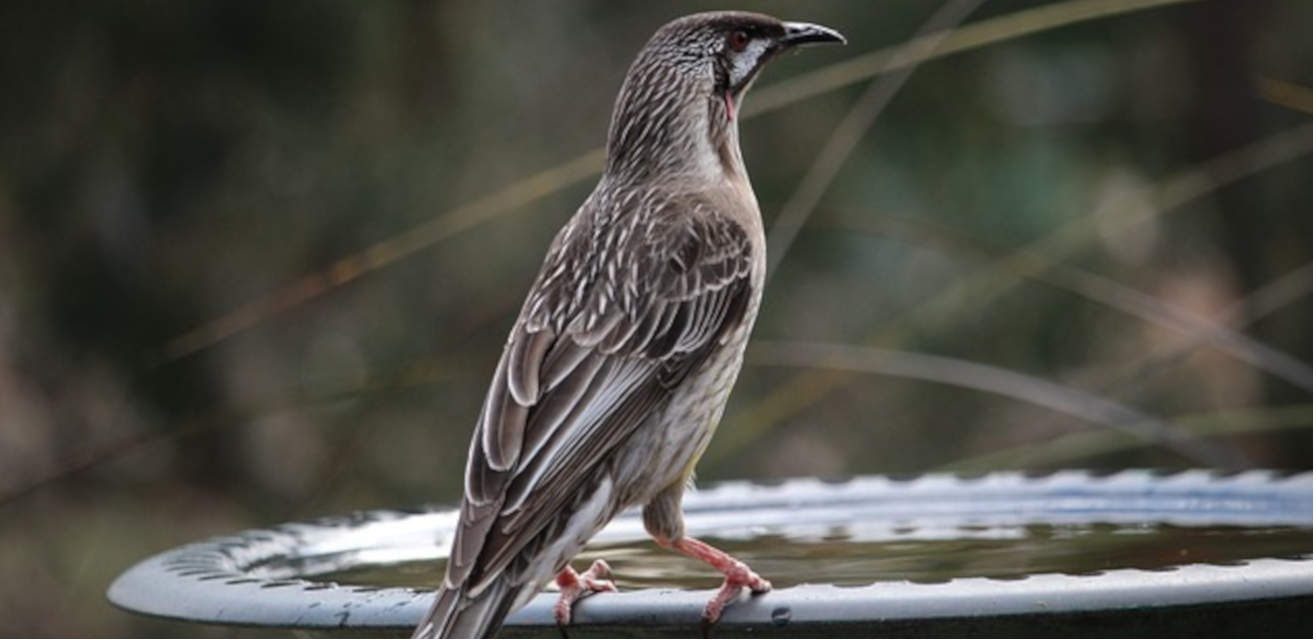 red-wattlebird Red wattlebird