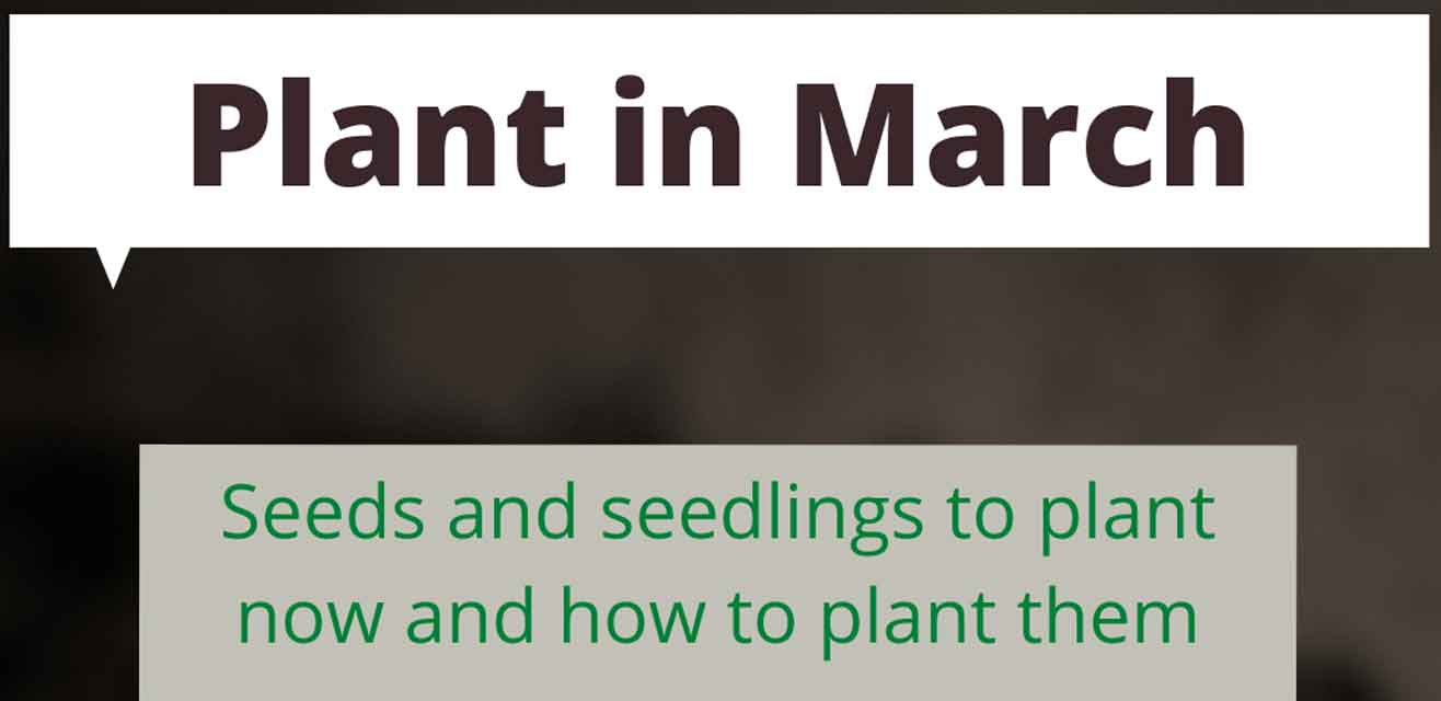 plant-in-march What to plant in march